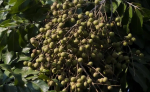 �o(h��)�� 7 ��ĘI(y��)�԰ף��B(y��ng)��Ժ�ɽKվ���ų��������y̤���T